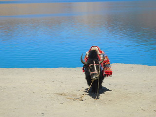Yak found in Ladakh India.This photo was taken at pinging lake Ladakh