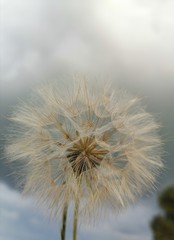 dandelion in the wind