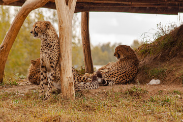  cheetahs in the wild reserve in summer on a sunny day © svetjekolem