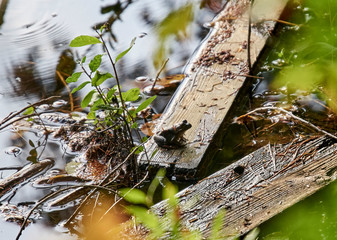 frog on a log