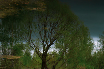 spring tree in the reflection of a dark lake