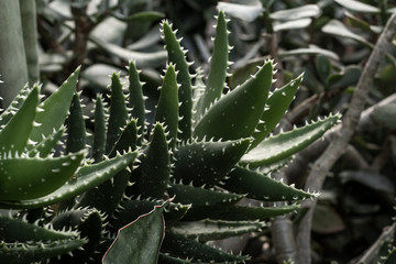 Cactus Plant