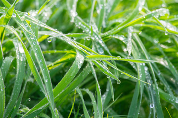 drops of morning dew on green grass, close up. Selective focus