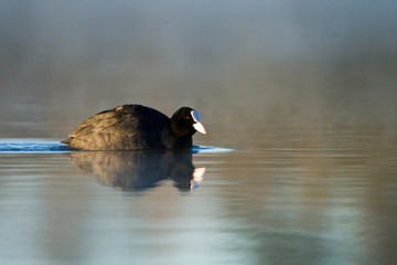 Łyska na jeziorze podczas zamglonego poranku. Birdwatching o świcie