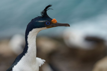 Portrait of an Imperial Shag (Phalacrocorax atriceps albiventer) in breeding plumage on the cliffs of Saunders Islands in the Falkland Islands.