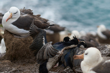 Pair of Imperial Shag (Phalacrocorax atriceps albiventer) fighting over a nesting site amongst a colony of Black-browed Albatross. Saunders Islands in the Falkland Islands.