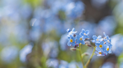 Spring blue flowers, forget me not, romantic pastel photography, selective focus, blurry background and bokeh