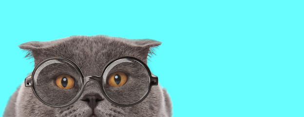 Scottish Fold cat wearing eyeglasses, hiding her face from camera