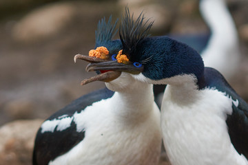 Pair of Imperial Shag (Phalacrocorax atriceps albiventer) engaged in a courtship ritual on the...