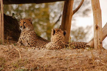  cheetahs in the wild reserve in summer on a sunny day © svetjekolem