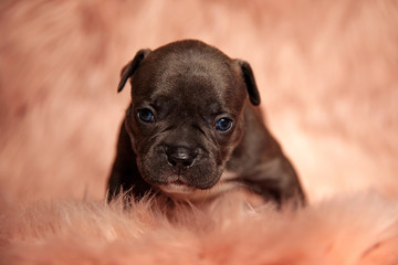 cute baby american bully sitting on pink fur background