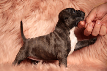 human caressing adorable young american bully