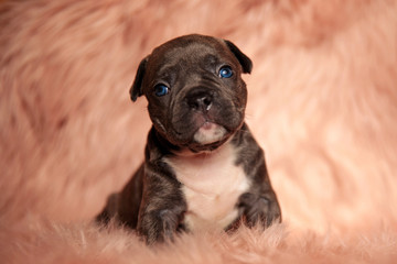 Naklejka premium cute american bully looking up