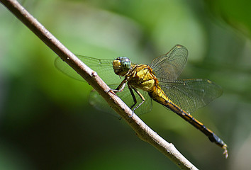 Dragon Fly Rest