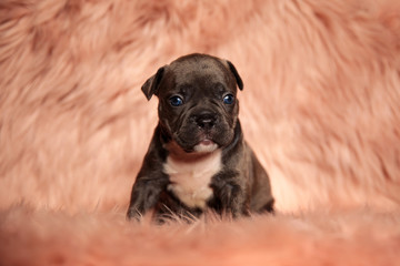 adorable little american bully sitting on pink fur background
