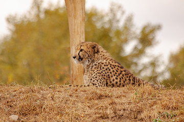  cheetahs in the wild reserve in summer on a sunny day © svetjekolem