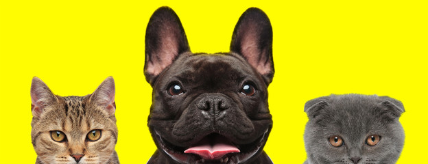 Obraz premium 3 animals standing next to each other sticking out tongue