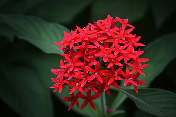 Red Flower Bunch