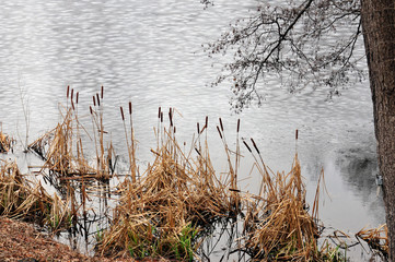 reeds in the snow