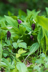 Cypripedium calceolus - Slipper Slipper - beautiful yellow flower in cabbage grass.