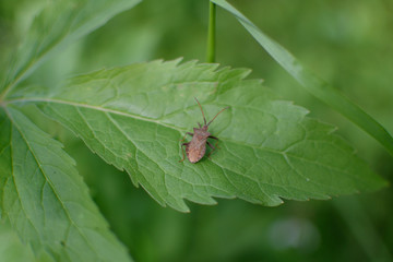 Coreus marginatus, Chinche de la calabaza, insecto.