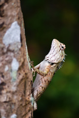 Sun Basking Lizard