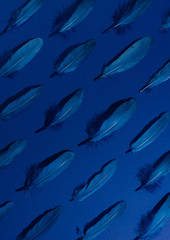 Set of dark blue feathers from above