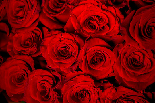 bouquet of red roses, red roses background, bunch of roses