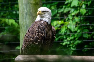 Bald Eagle