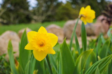 Yellow Daffodils in the garden at spring, selective focus.