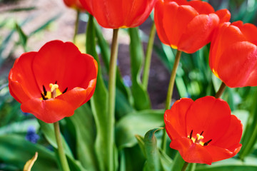 Red fresh tulips blooming in the garden, closeup. Spring and summer concept