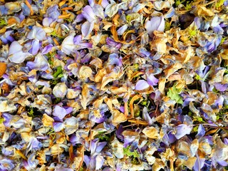 background of autumn leaves