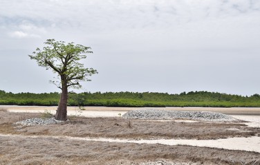 Solitario baobab