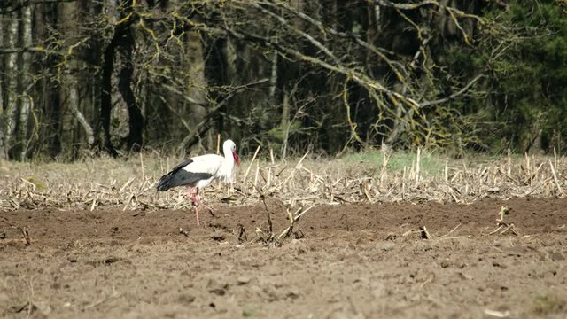 Side view of a white stork walking through plowed farmland in search of food. A migratory bird pecks insects from the depths of the soil in the spring against the background of a forest