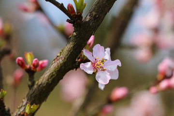 Blossom of a young apple tree in spring. Nature revives. Selective focus.