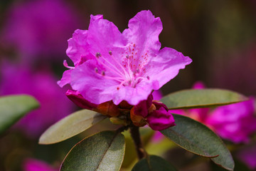 Blooming Pink Rhododendron, close-up, selective focus.