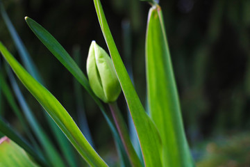 Green leaves and non-blooming tulip bud in a garden or park. Selective focus.
