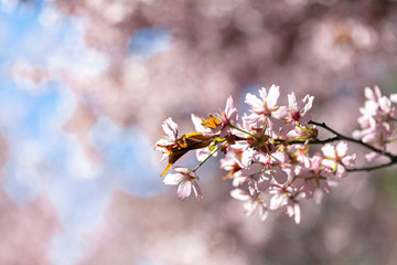 Branches of blooming sarura, photo with soft focus on a background of gentle blue sky and greenery.
Beautiful pink and blue background for text.
Floral nature spring abstract background.
Delicate pink