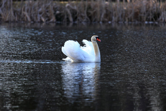 single swan at sunrise, golden water at sky lakes Plothen Germany