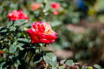 Colorful rose of botanical garden and rose garden of Ooty Tamilnadu
