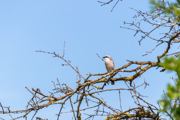 Neuntötermännchen in seinem typischen Habitat