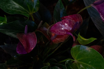 Anthurium. A genus of evergreen plants in the family Araceae, or Araceae.