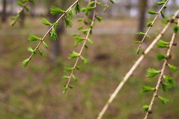 Young green branch of pine or spruce in the spring in the forest. Selective focus.