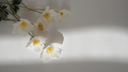 spring flowers, anemones, white flowers