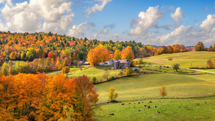 Brilliant golden fall colors in Vermont Countryside farm during Autumn near Woodstock - obrazy, fototapety, plakaty