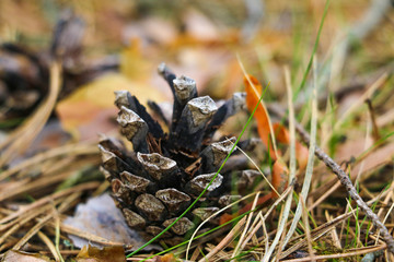 A small pine cone lies in the grass. Selective focus.