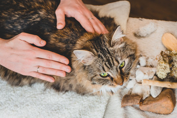 Stroking the back of a tabby cat with the palms of your hands. Massage technique