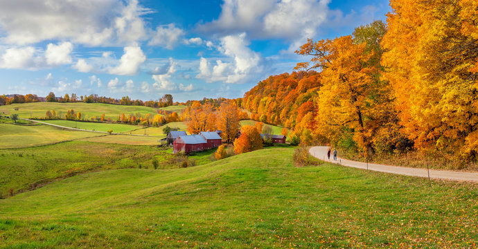 Brilliant golden fall colors in Vermont Countryside farm during Autumn near Woodstock