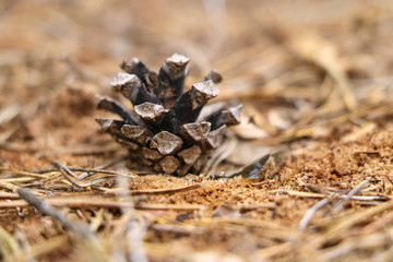 One cone lies in the forest, selective focus.