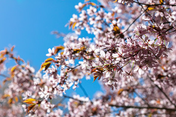 Pink sakura flowers on a bright blue sky background.
Beautiful pink and blue background for text.
Beautiful floral nature spring abstract background.
Sakura branches